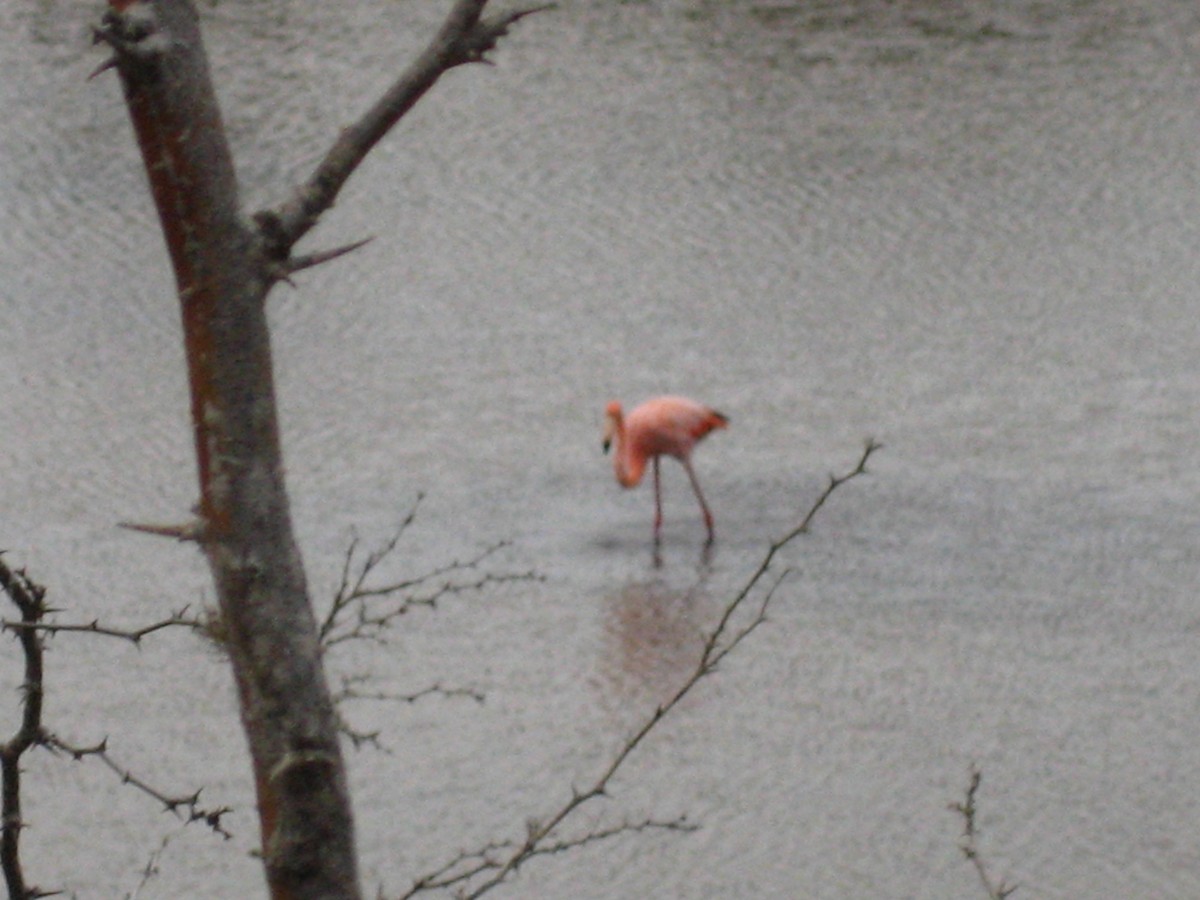 Flamenco Rojo - ML645448270