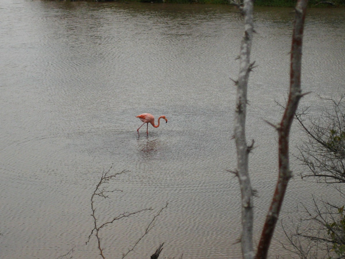 Flamenco Rojo - ML645448271