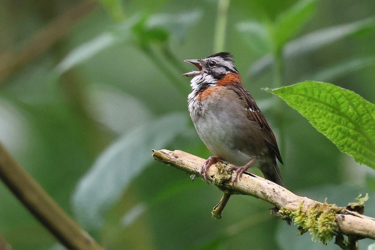 Morgenammer - ML645448272