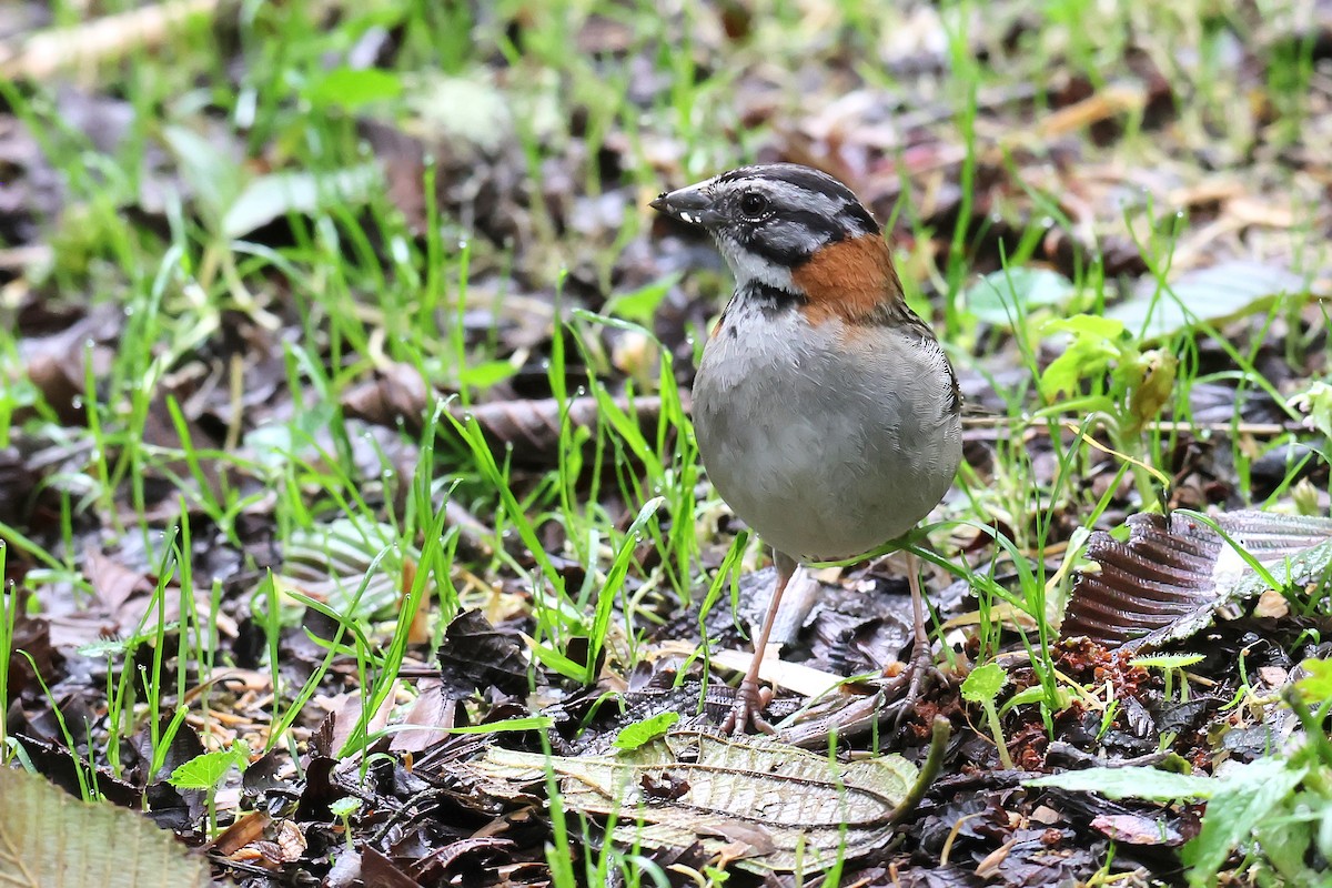 Morgenammer - ML645448273