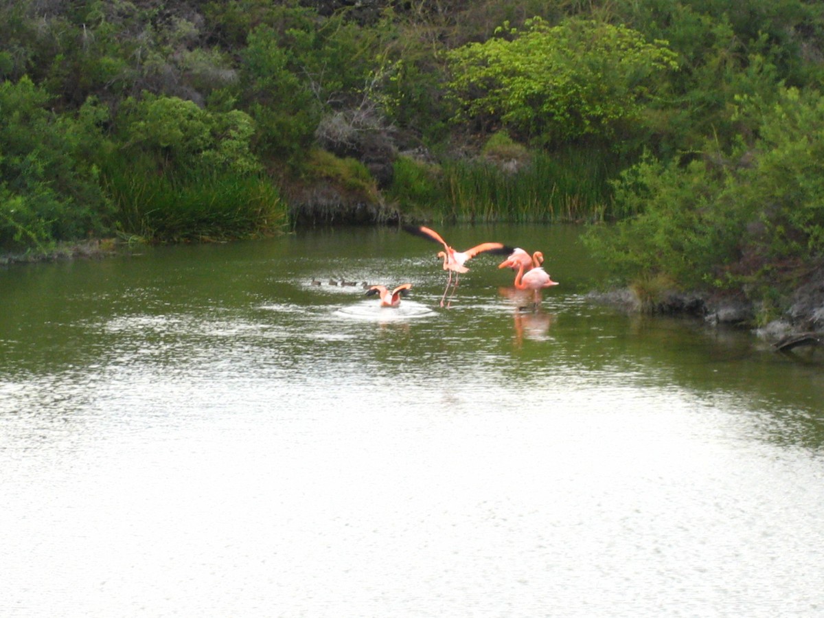 Flamenco Rojo - ML645448276