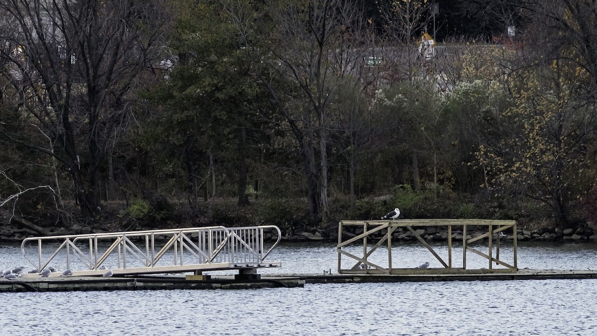 Great Black-backed Gull - ML645448300
