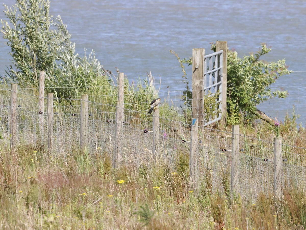 Eurasian Sparrowhawk - ML645448308