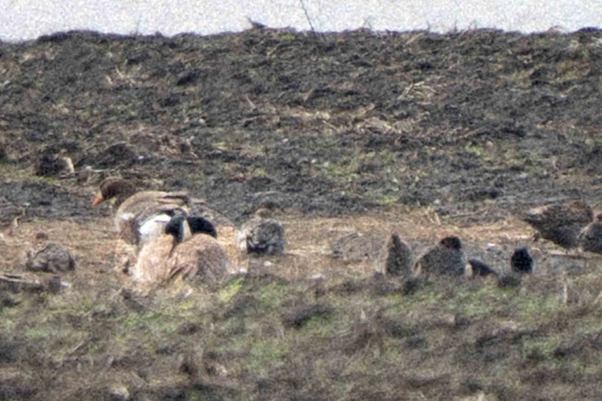 Canada Goose - ML645448310