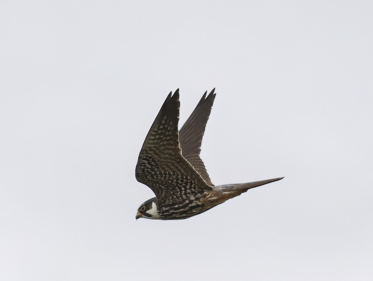 Eurasian Hobby - ML645448313