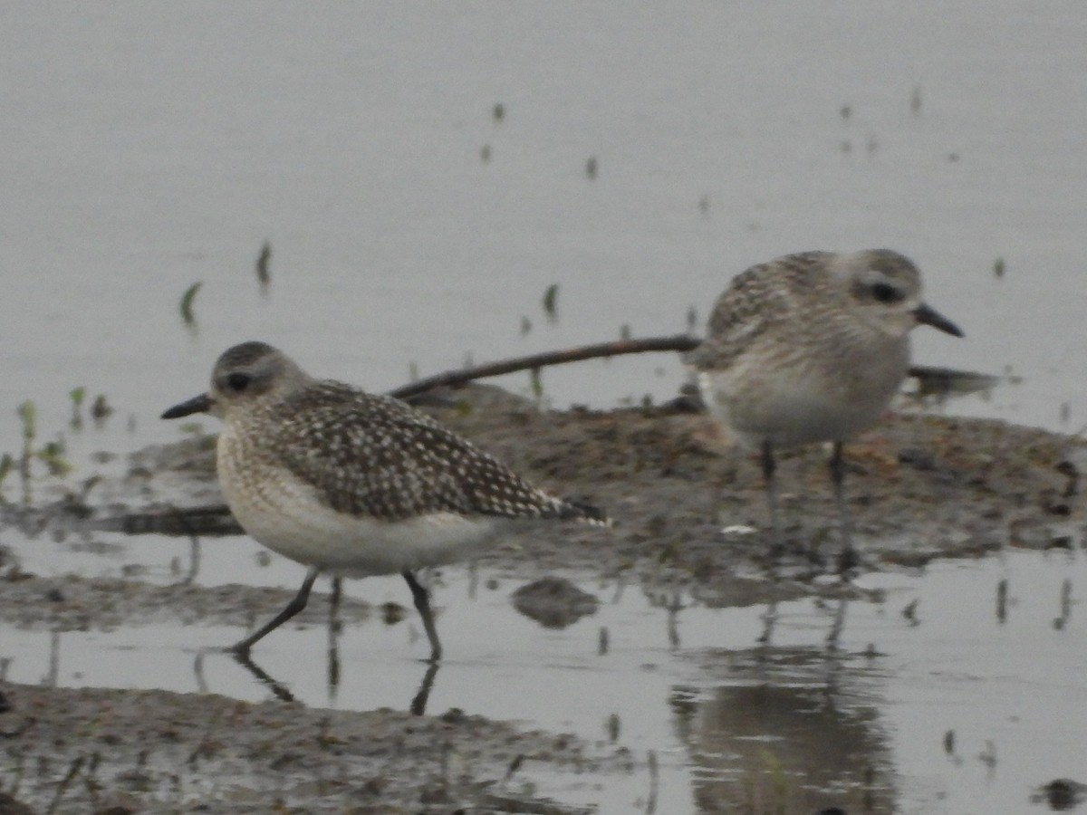 Black-bellied Plover - ML645448314
