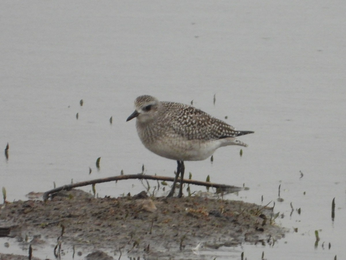 Black-bellied Plover - ML645448317