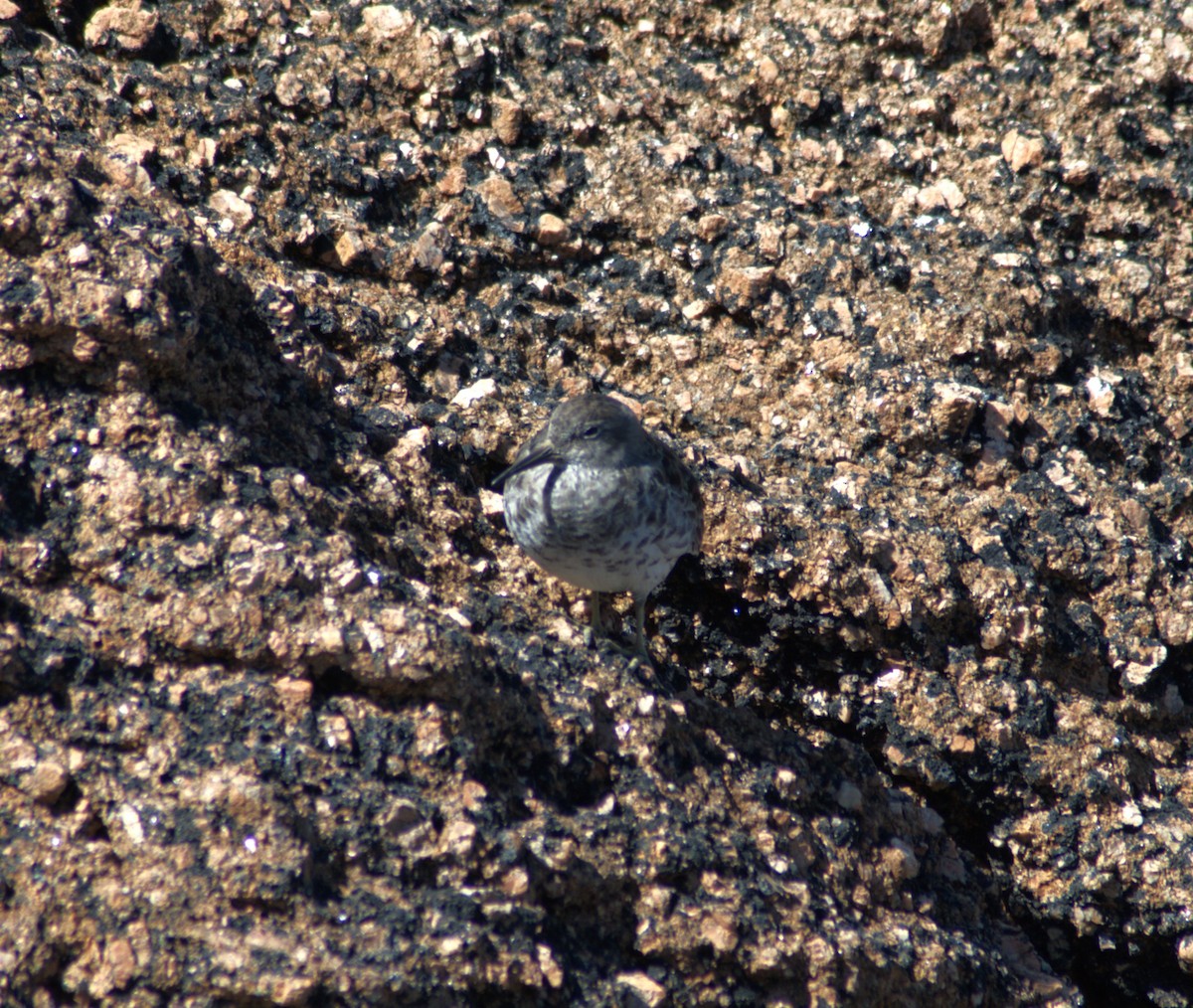 Purple Sandpiper - ML645448319