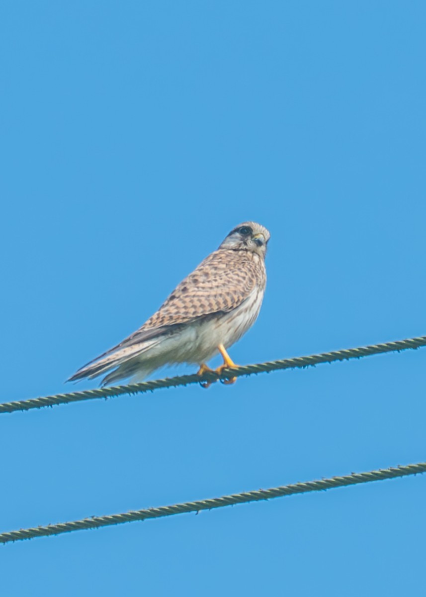 Eurasian Kestrel - ML645448322