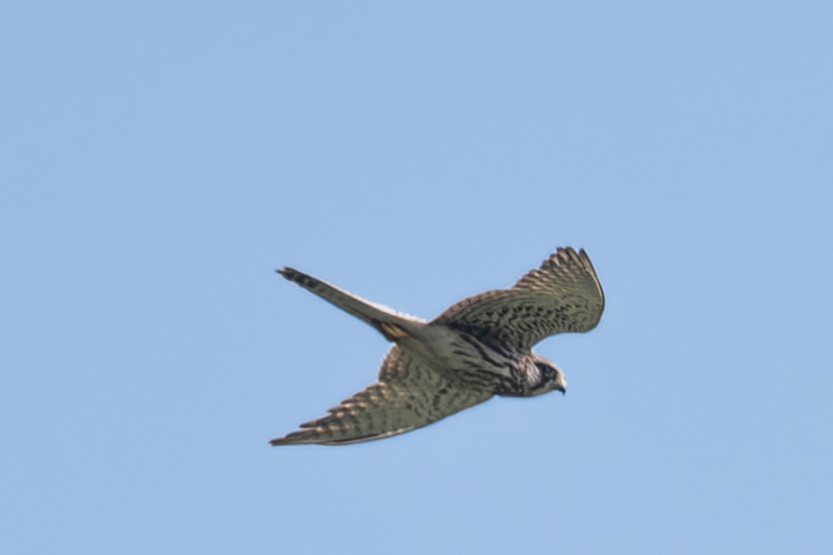 Eurasian Kestrel - ML645448325