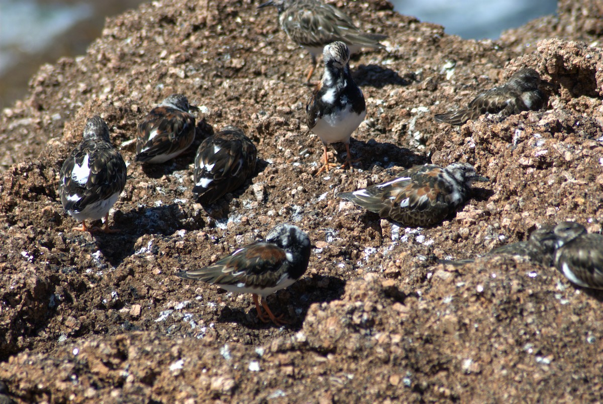 Ruddy Turnstone - ML645448327