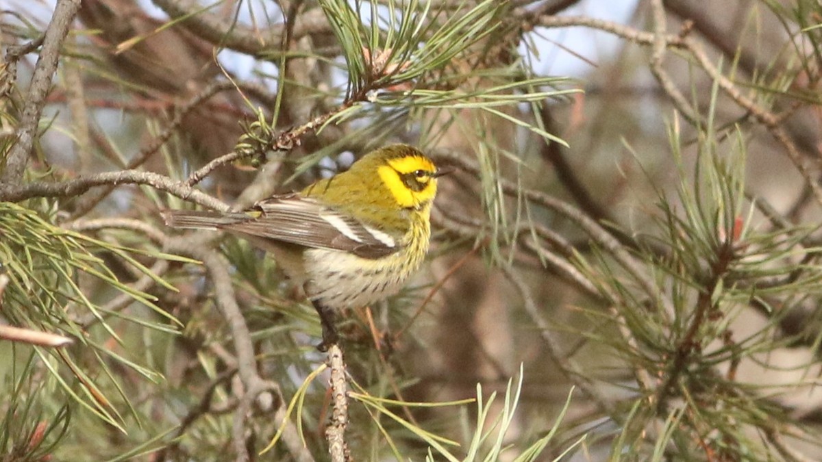Townsend's Warbler - ML645448329