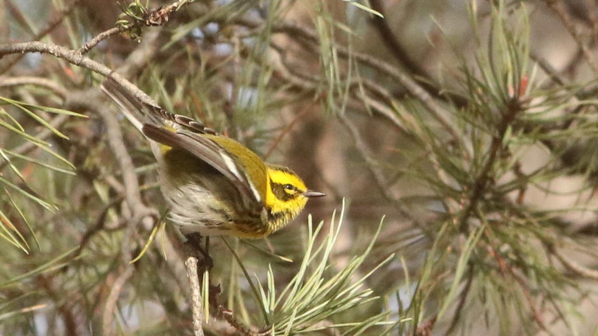 Townsend's Warbler - ML645448330