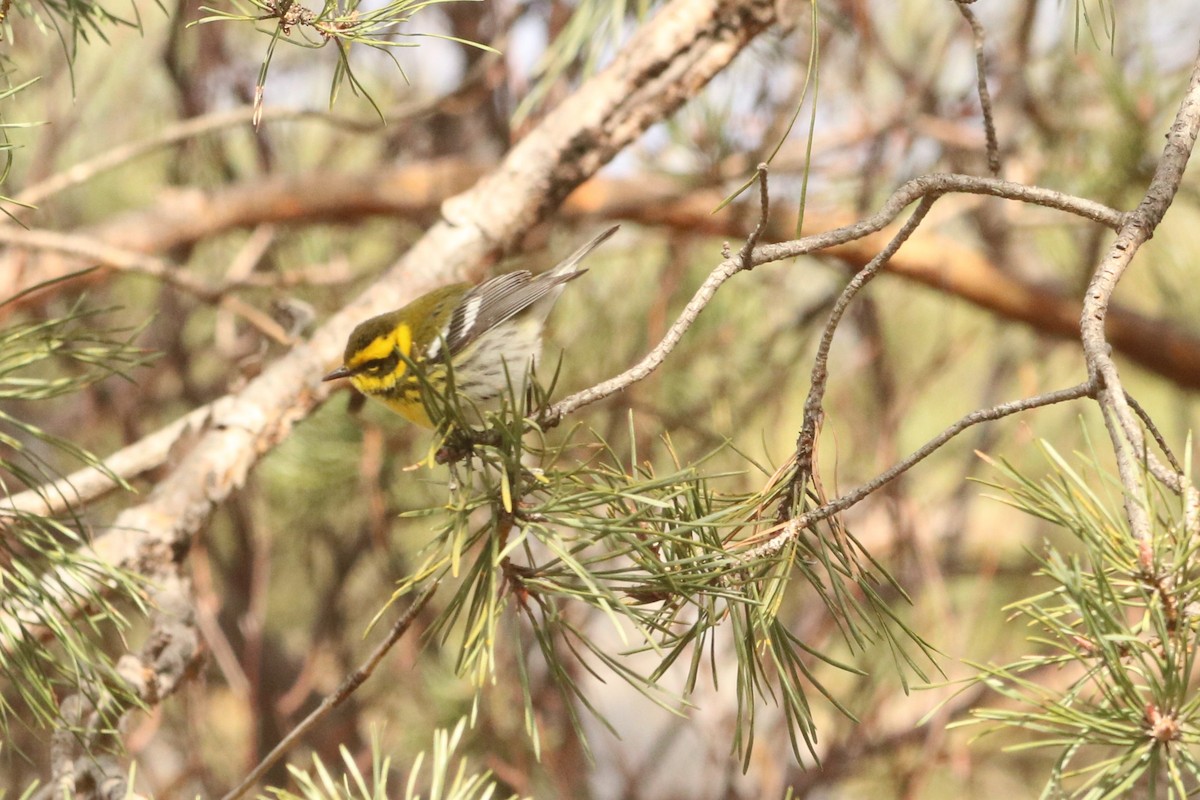 Townsend's Warbler - ML645448333