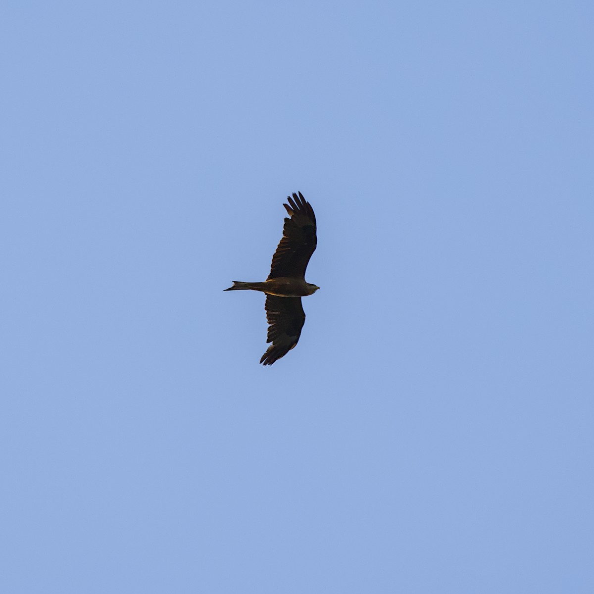 Black Kite - ML645448334