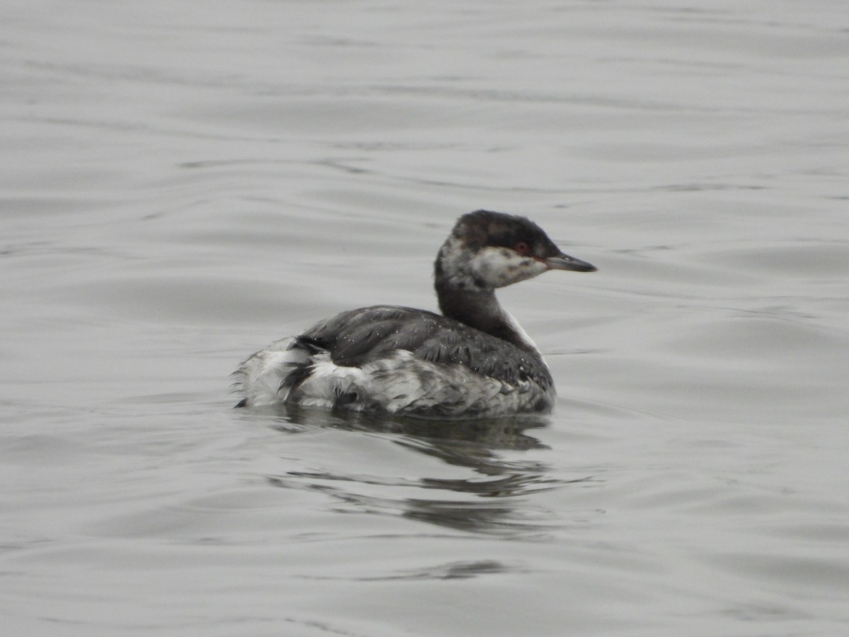 Horned Grebe - ML645448335