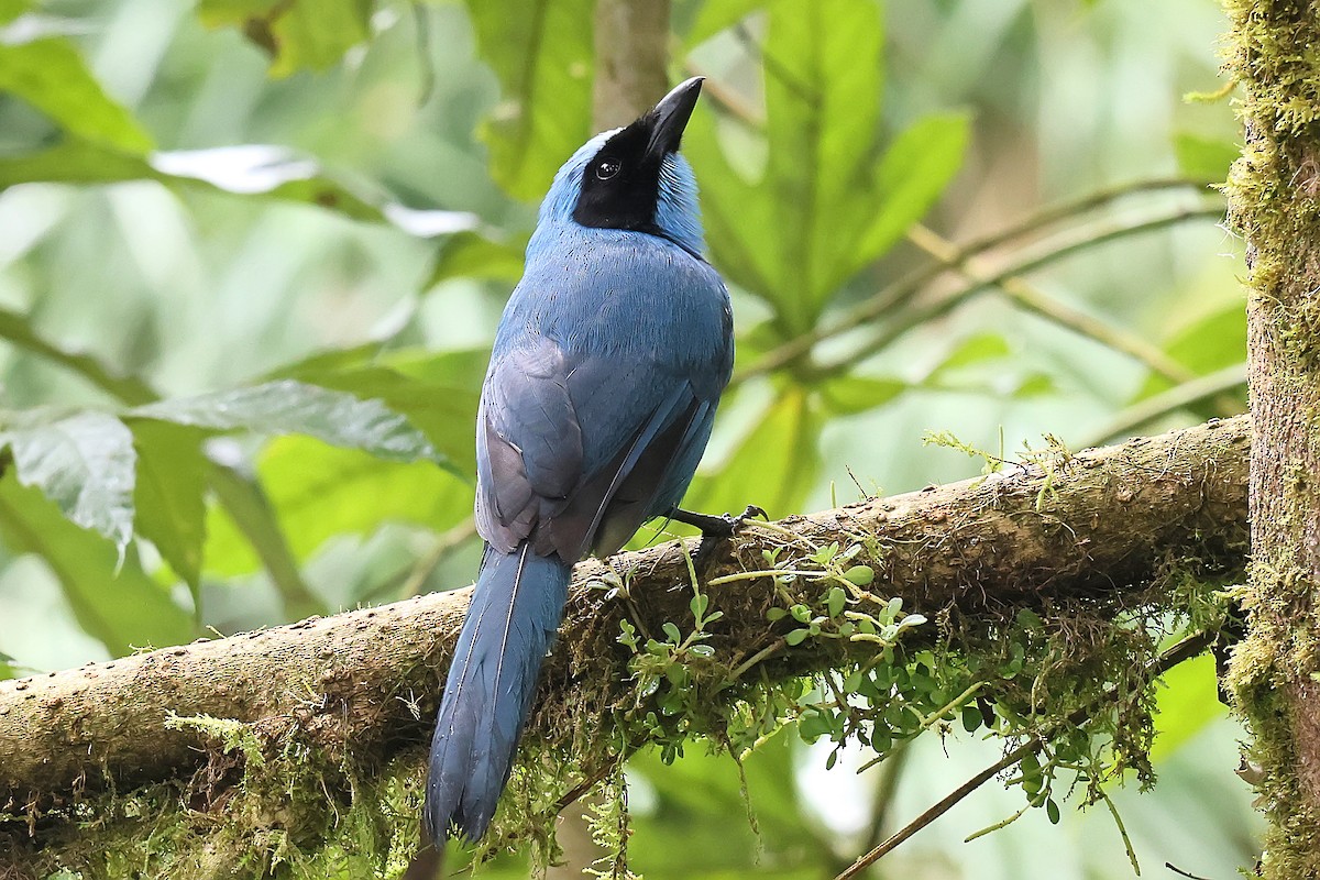 Turquoise Jay - ML645448340
