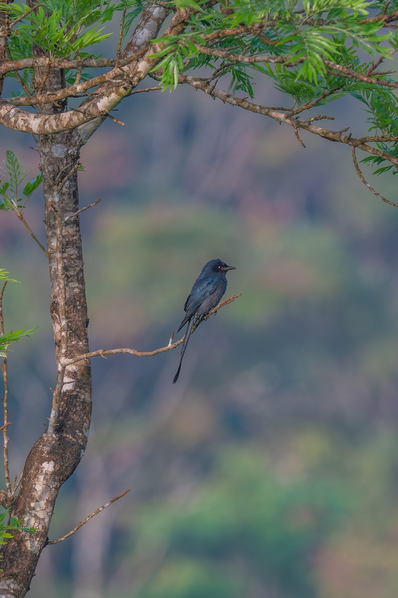 Ashy Drongo - ML645448341