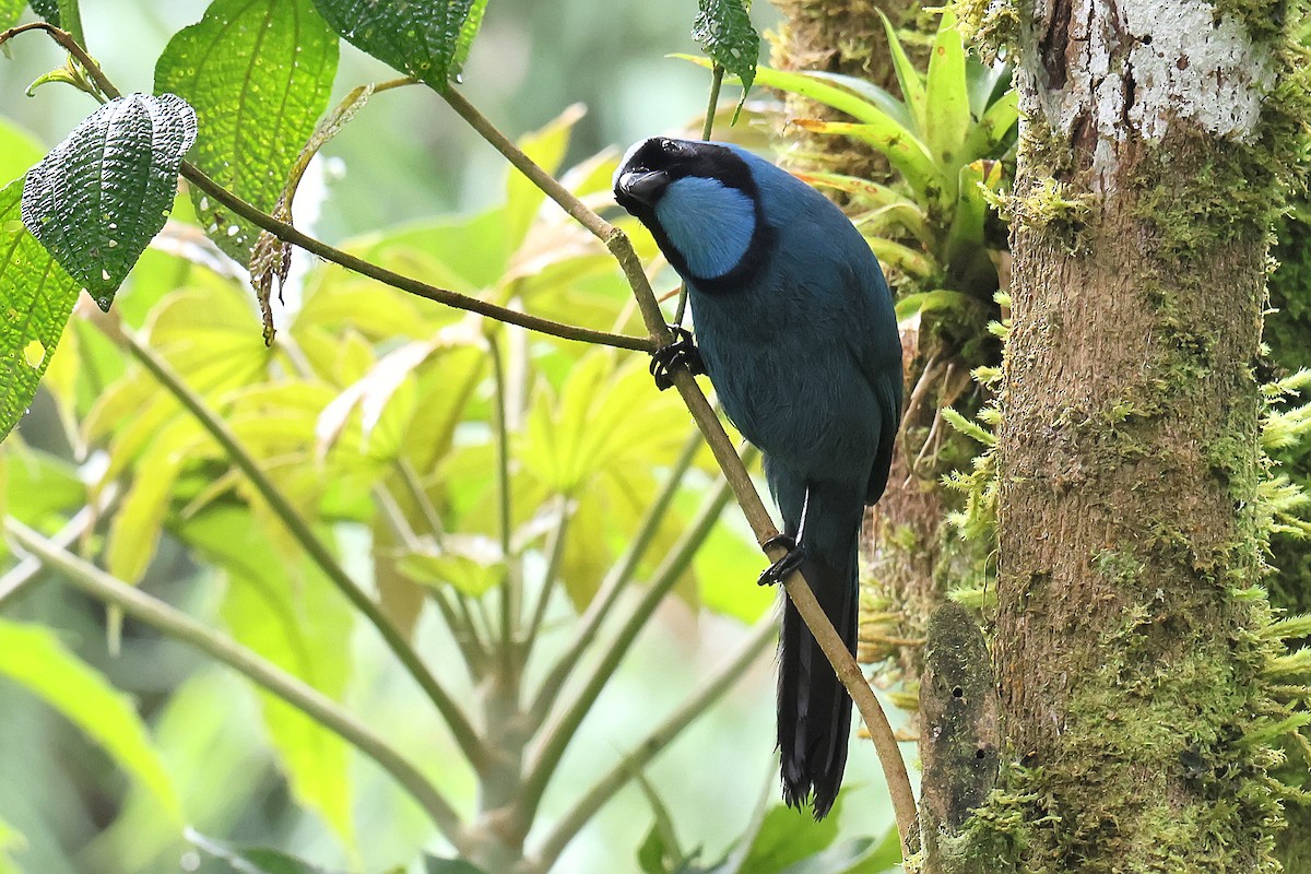 Turquoise Jay - ML645448342