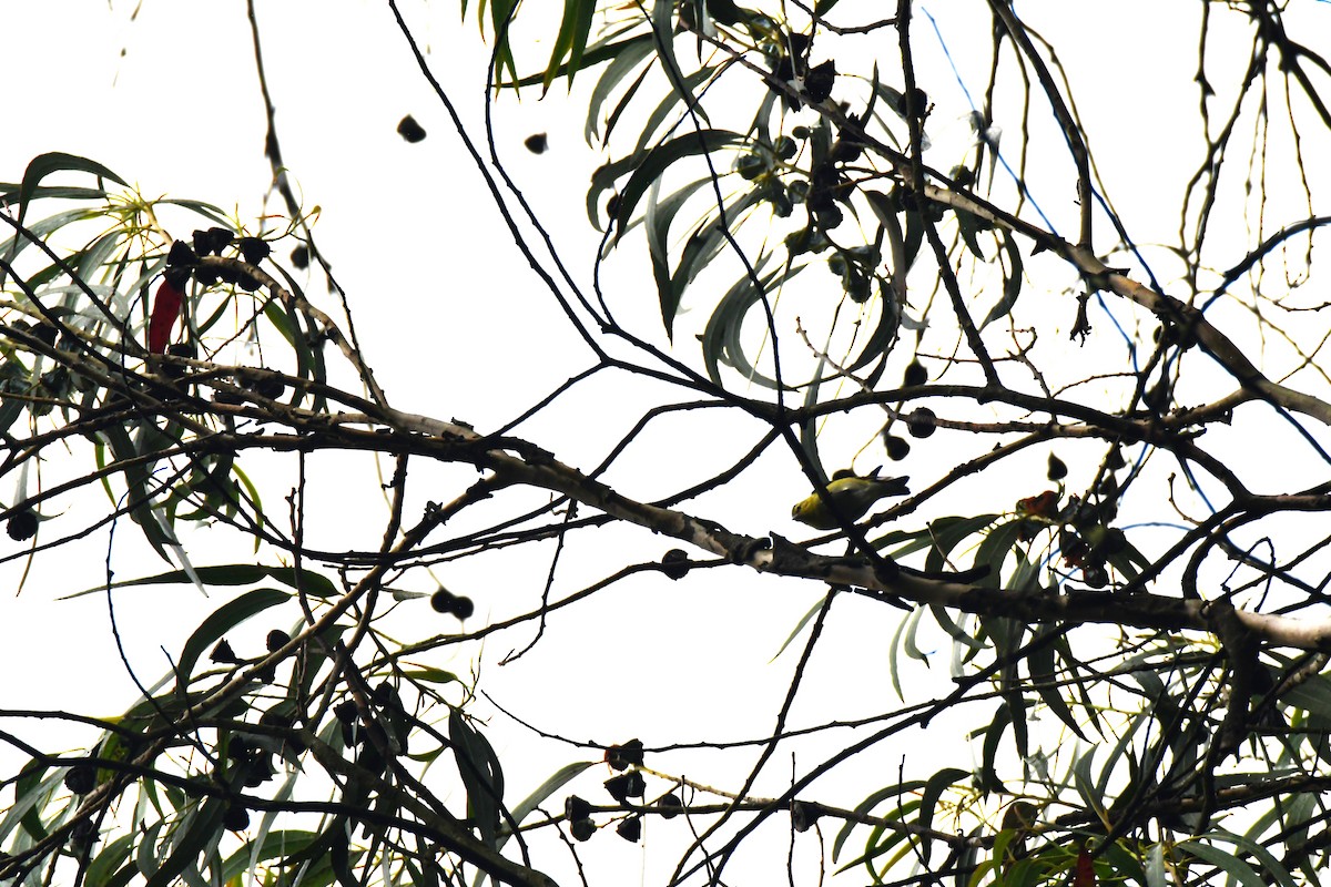 Tennessee Warbler - ML645448344