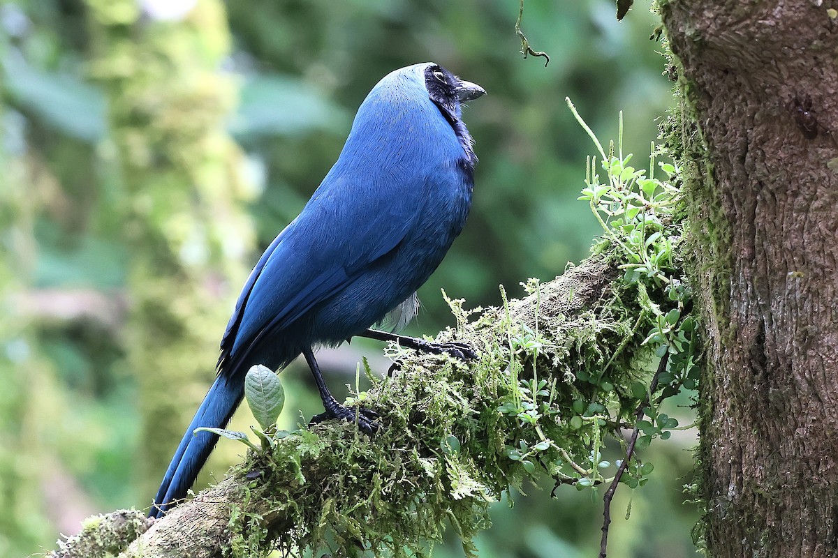 Turquoise Jay - ML645448345
