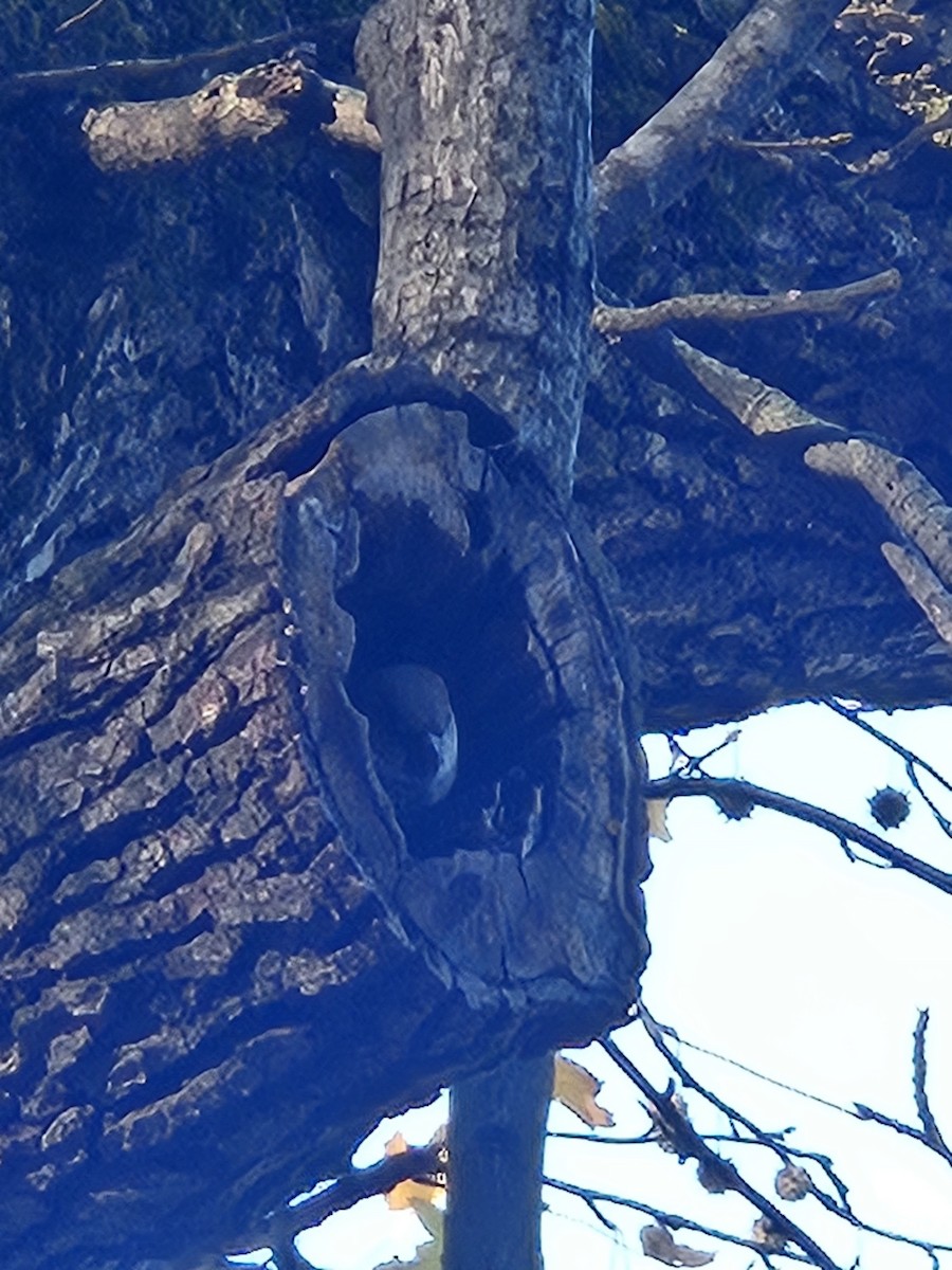 House Sparrow - ML645448346