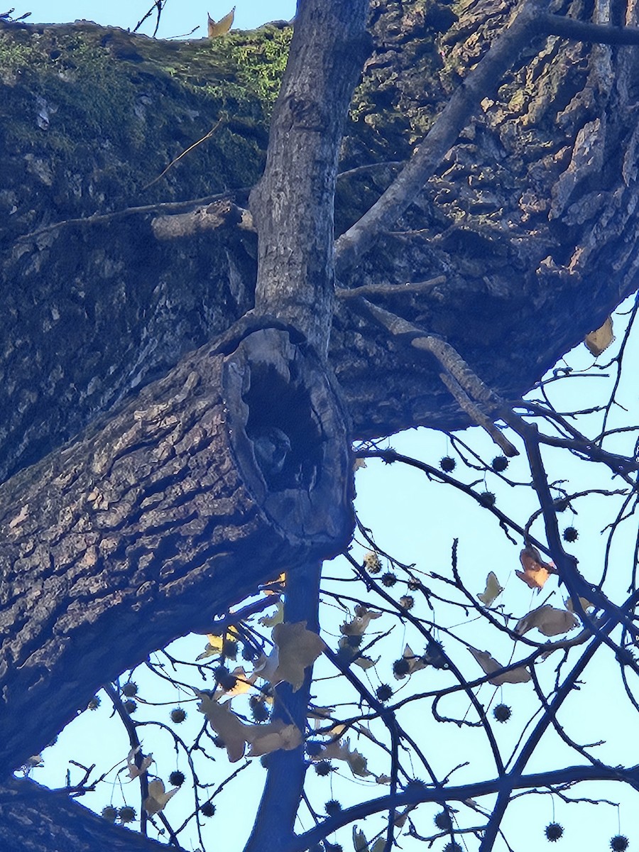 Gorrión Común - ML645448348