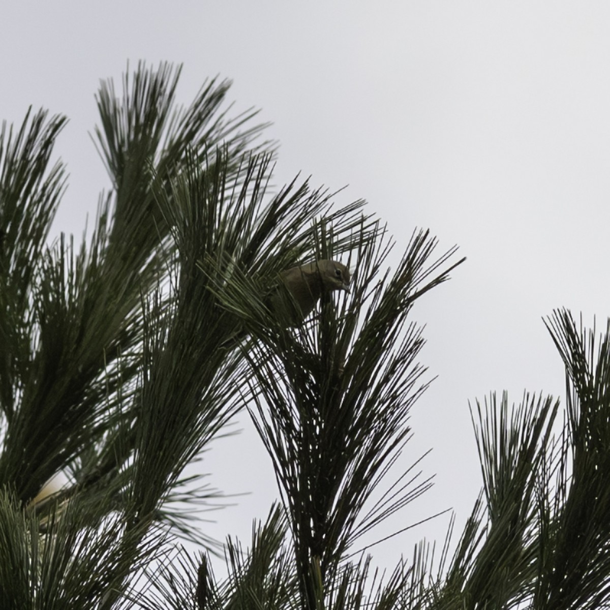 Pine Warbler - ML645448352