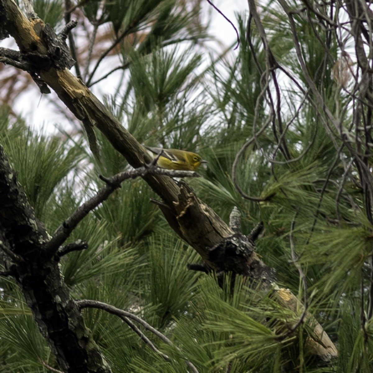 Pine Warbler - ML645448353