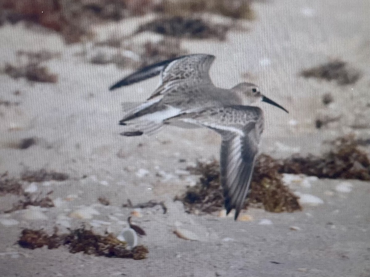 Dunlin - ML645448374