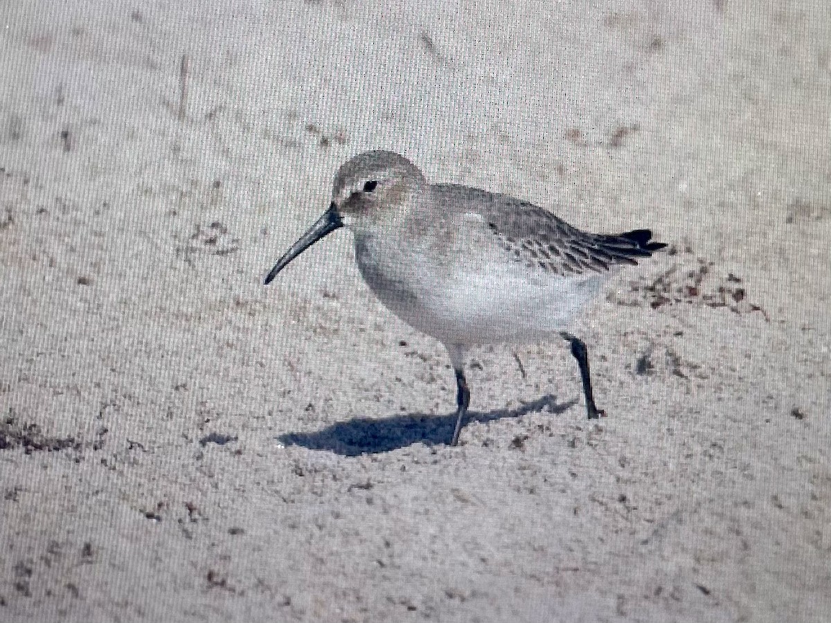 Dunlin - ML645448375