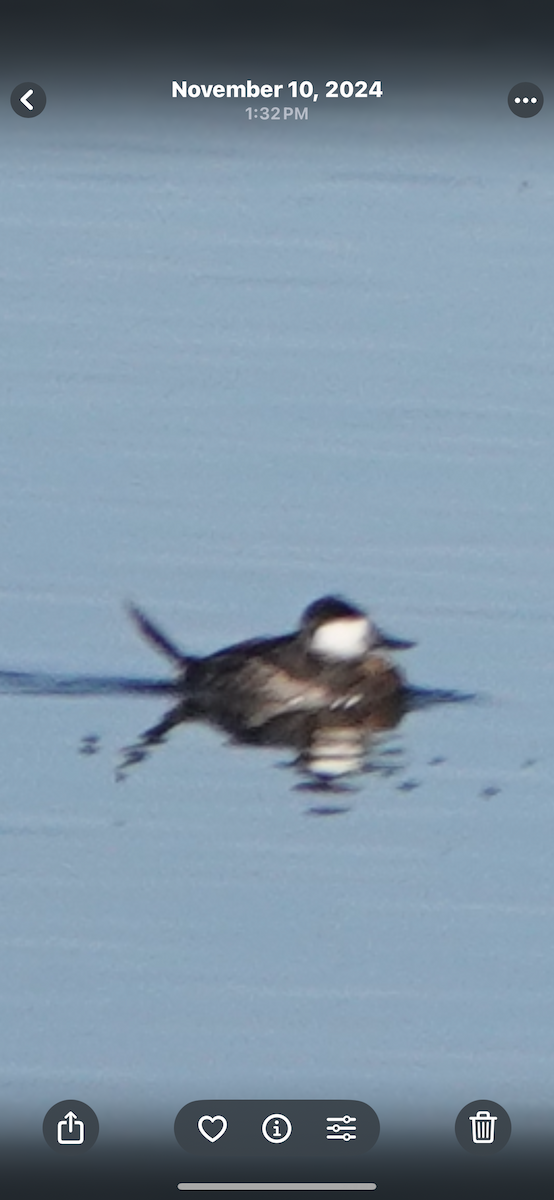 Ruddy Duck - ML645448379
