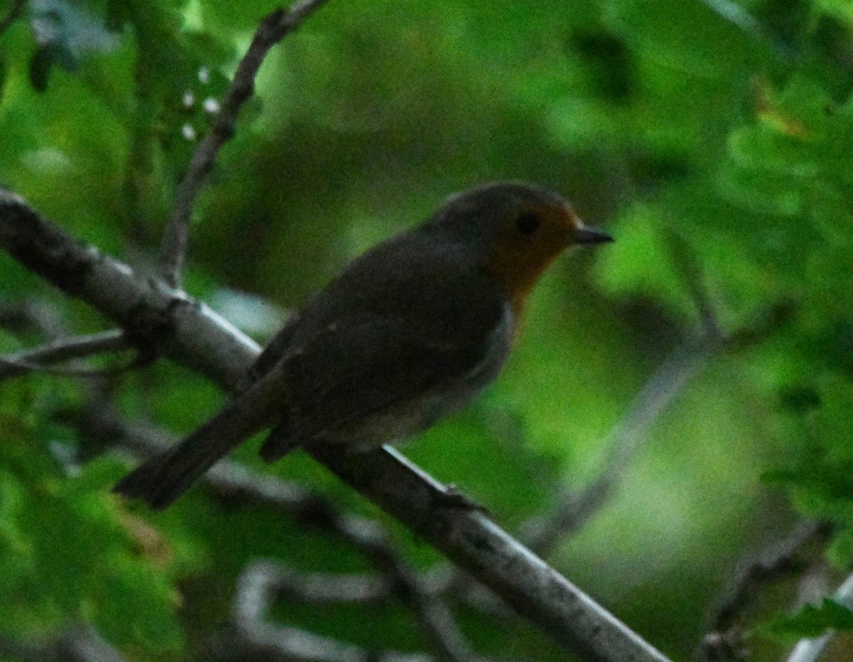 červenka obecná - ML645448382