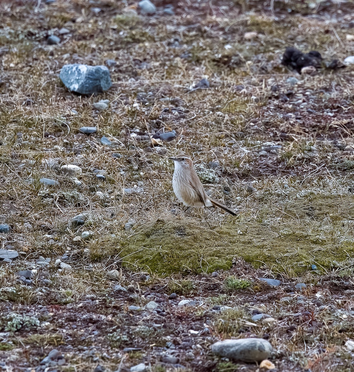 Band-tailed Earthcreeper - ML645448391