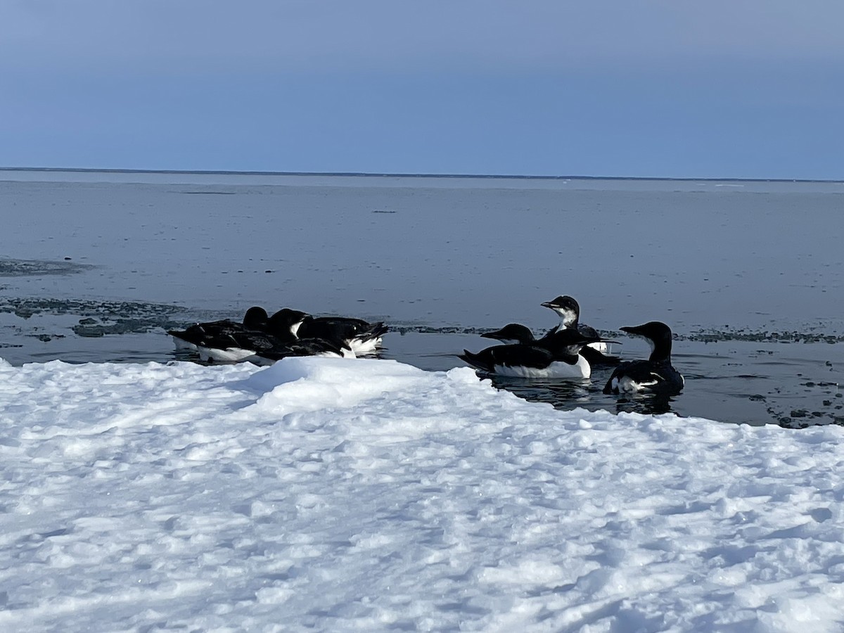 Толстоклювая кайра - ML645448396