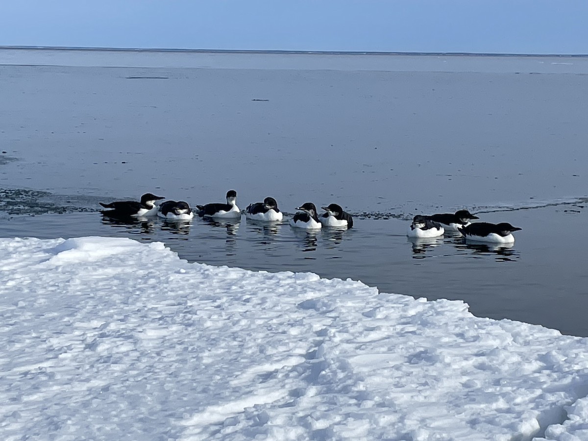 Толстоклювая кайра - ML645448397