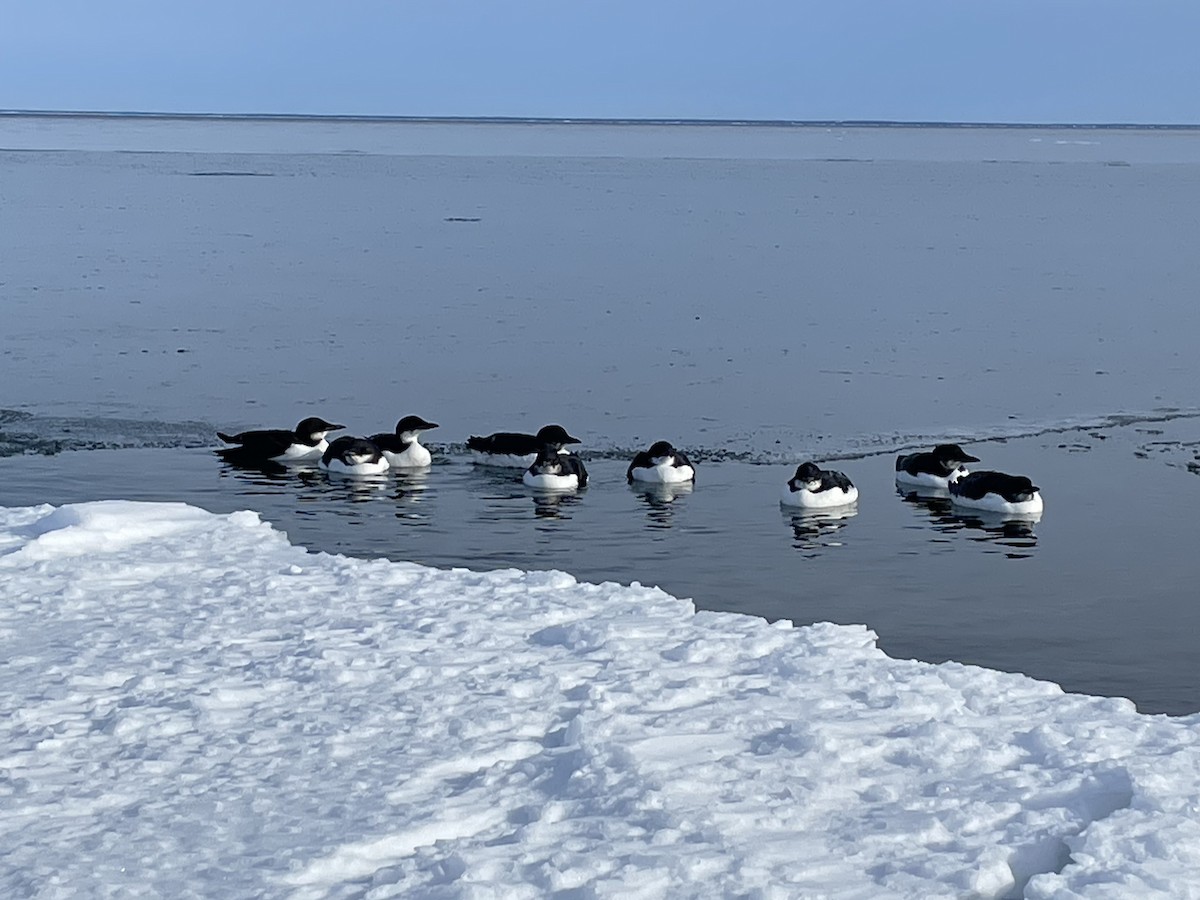 Толстоклювая кайра - ML645448398