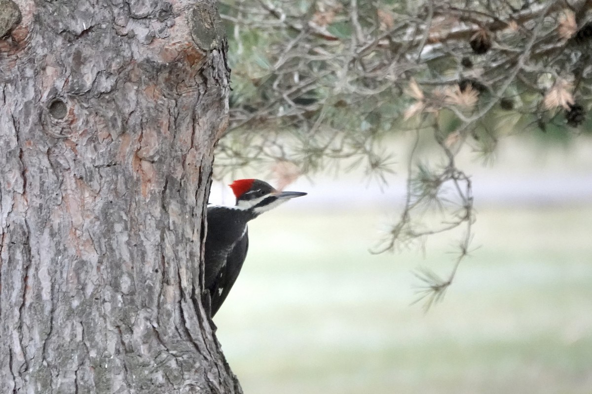 Pileated Woodpecker - ML645448399