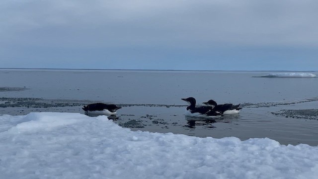 Kalın Gagalı Alk - ML645448400