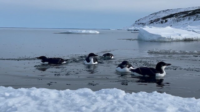 Kalın Gagalı Alk - ML645448401