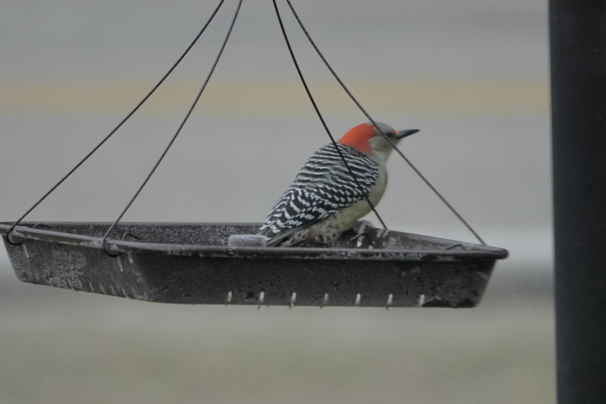 Red-bellied Woodpecker - ML645448403