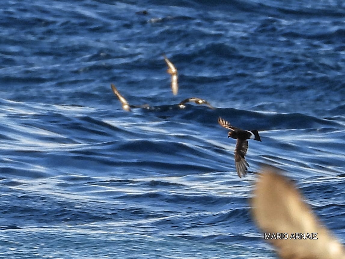 European Storm-Petrel - ML645448404
