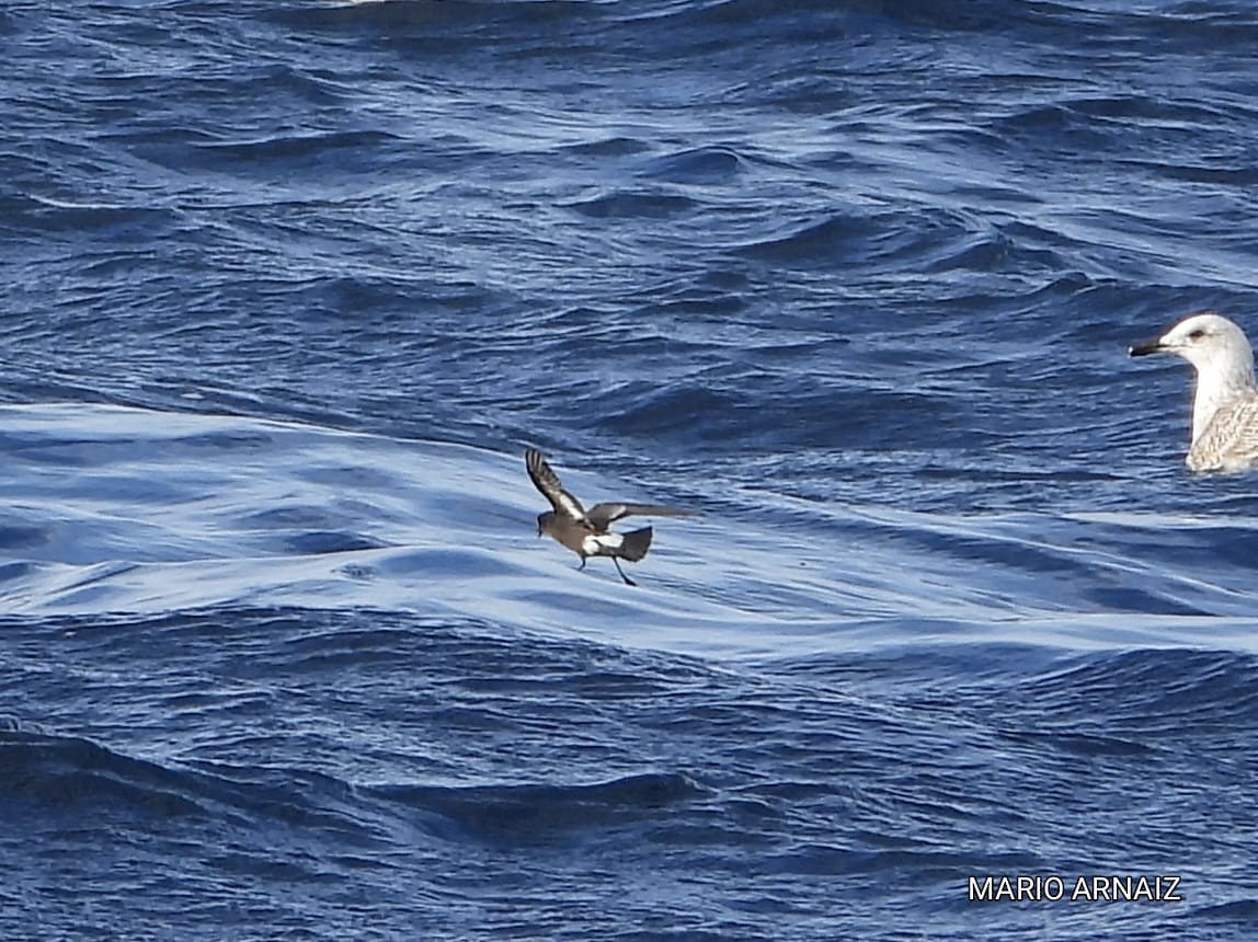 European Storm-Petrel - ML645448406