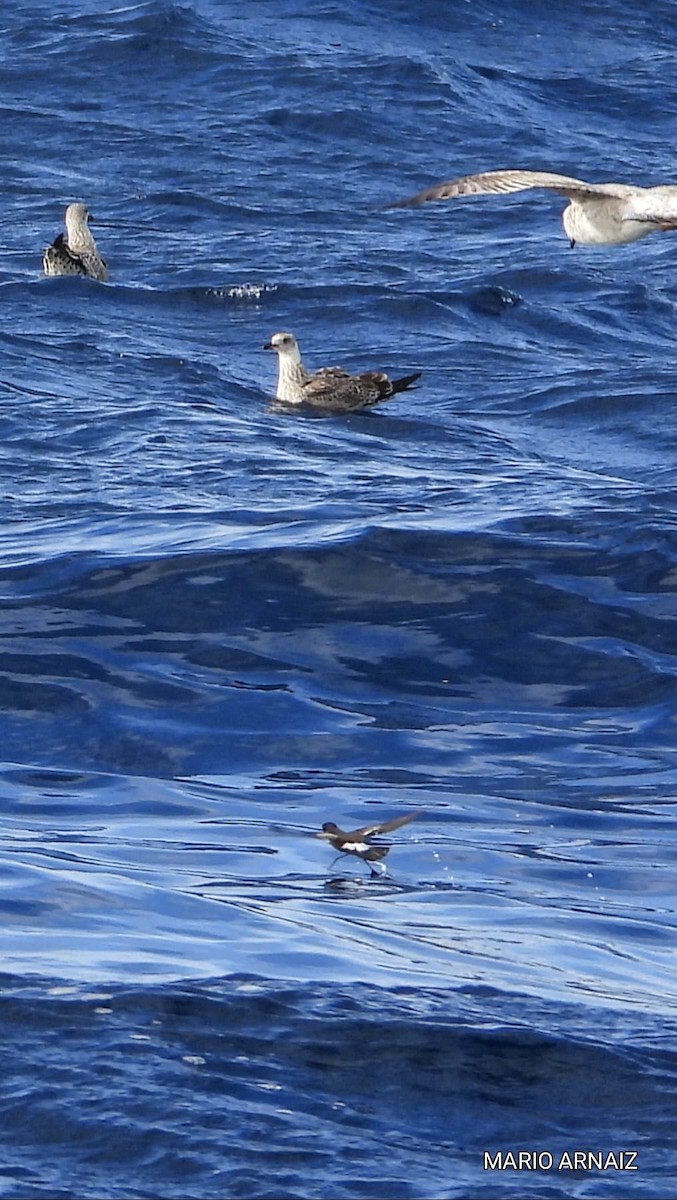 European Storm-Petrel - ML645448407