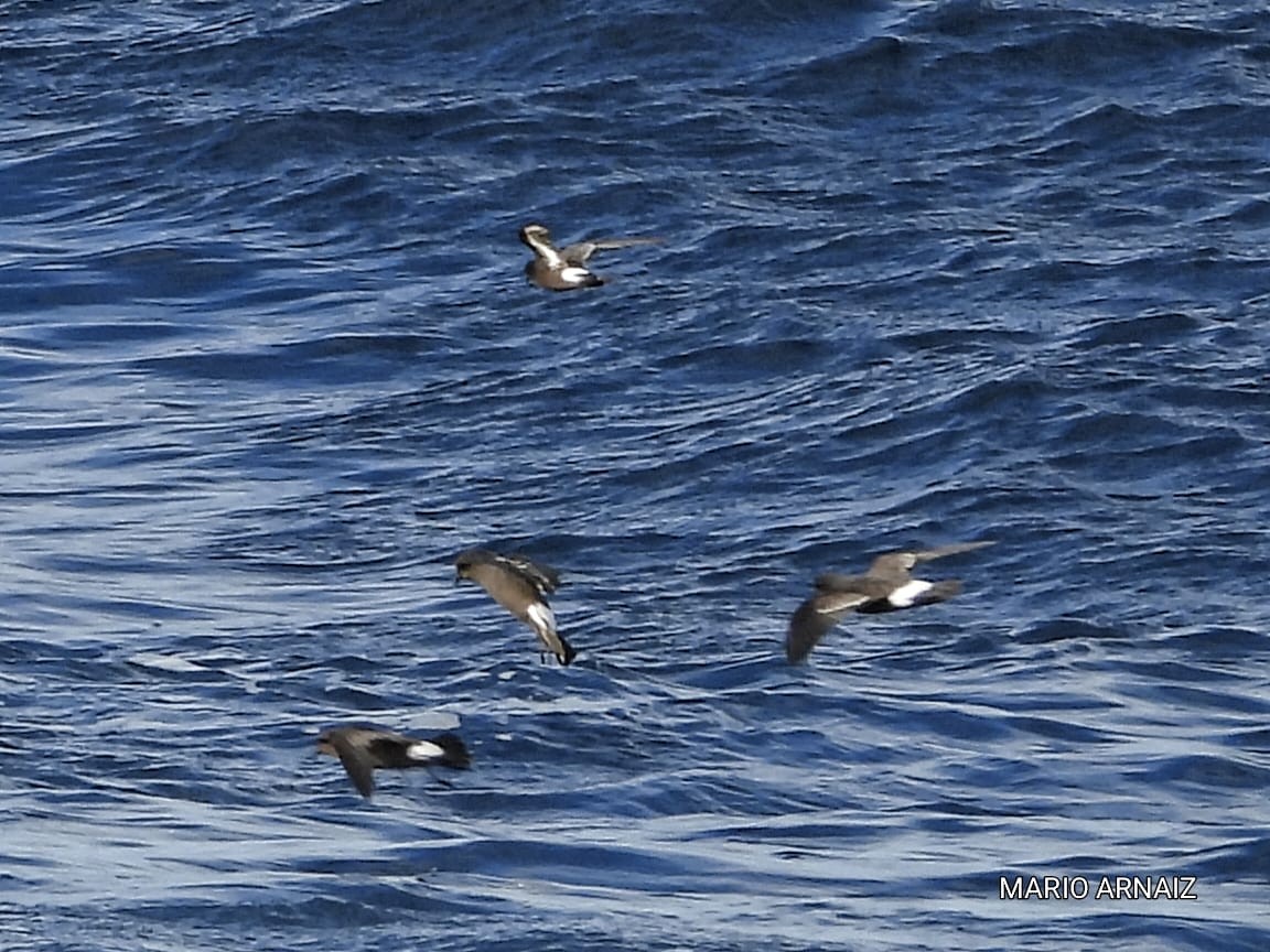 European Storm-Petrel - ML645448409