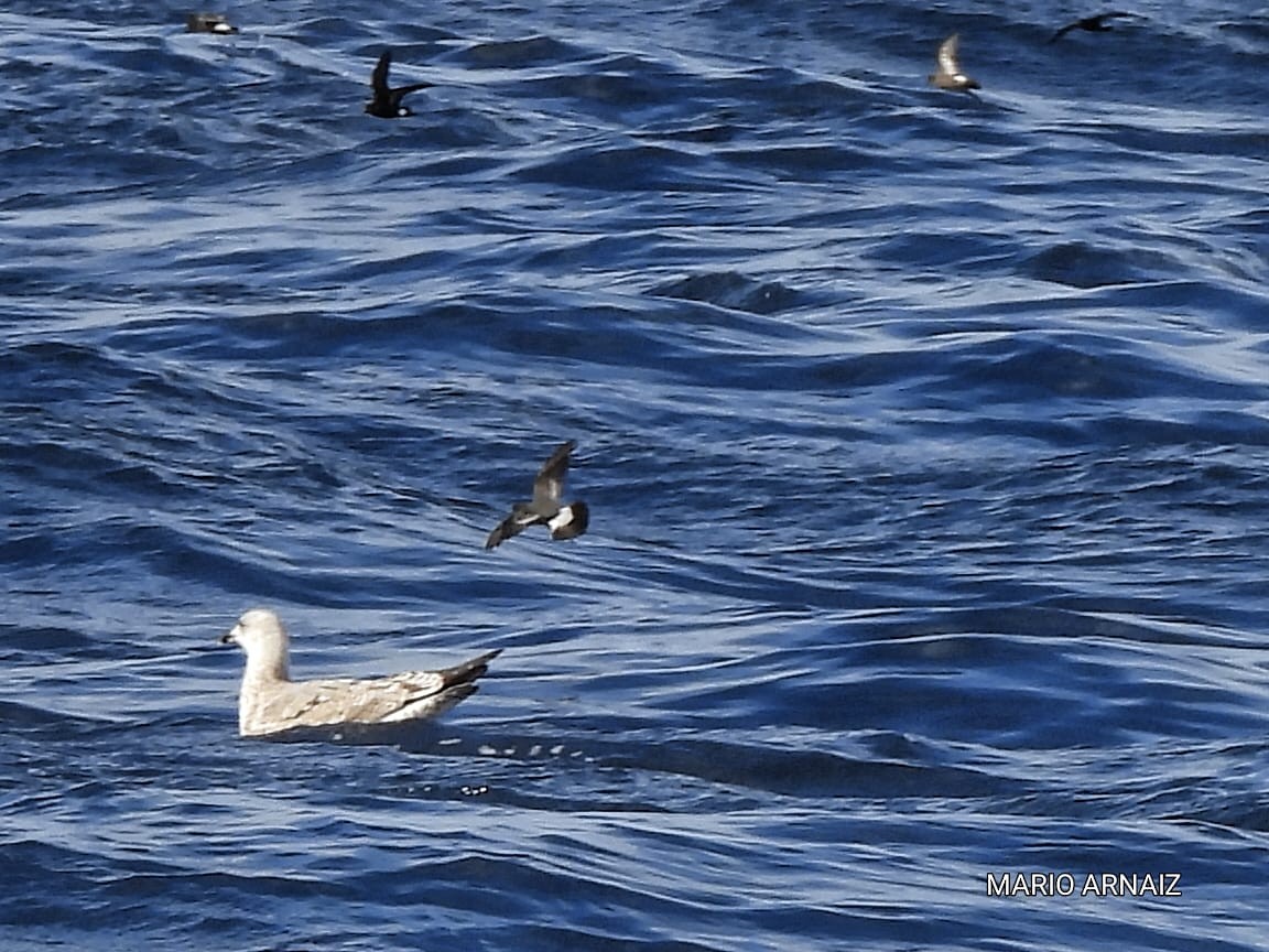 European Storm-Petrel - ML645448410