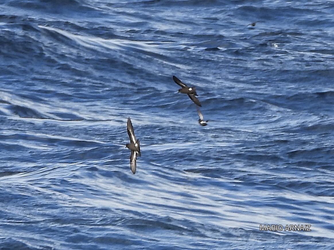 European Storm-Petrel - ML645448411