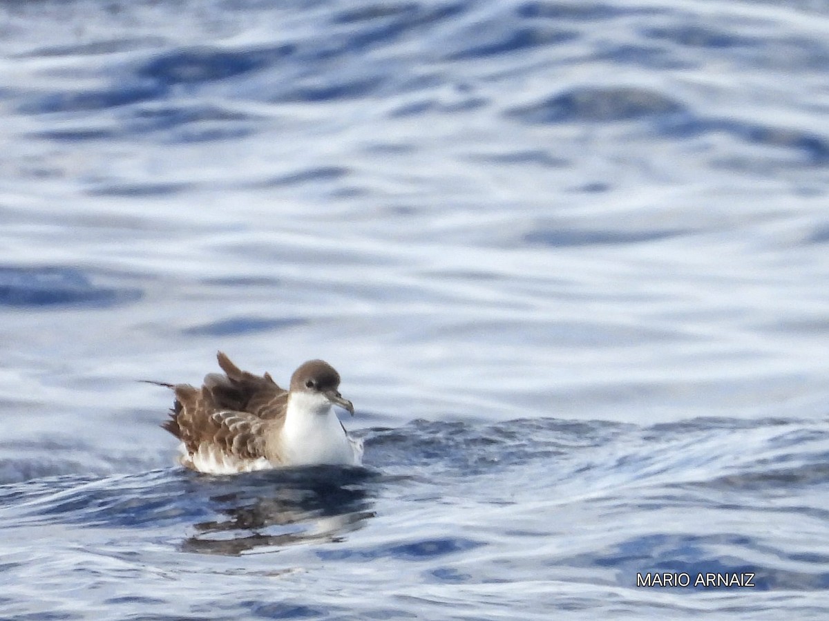 Great Shearwater - ML645448412