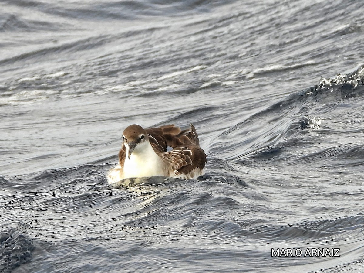 Great Shearwater - ML645448413