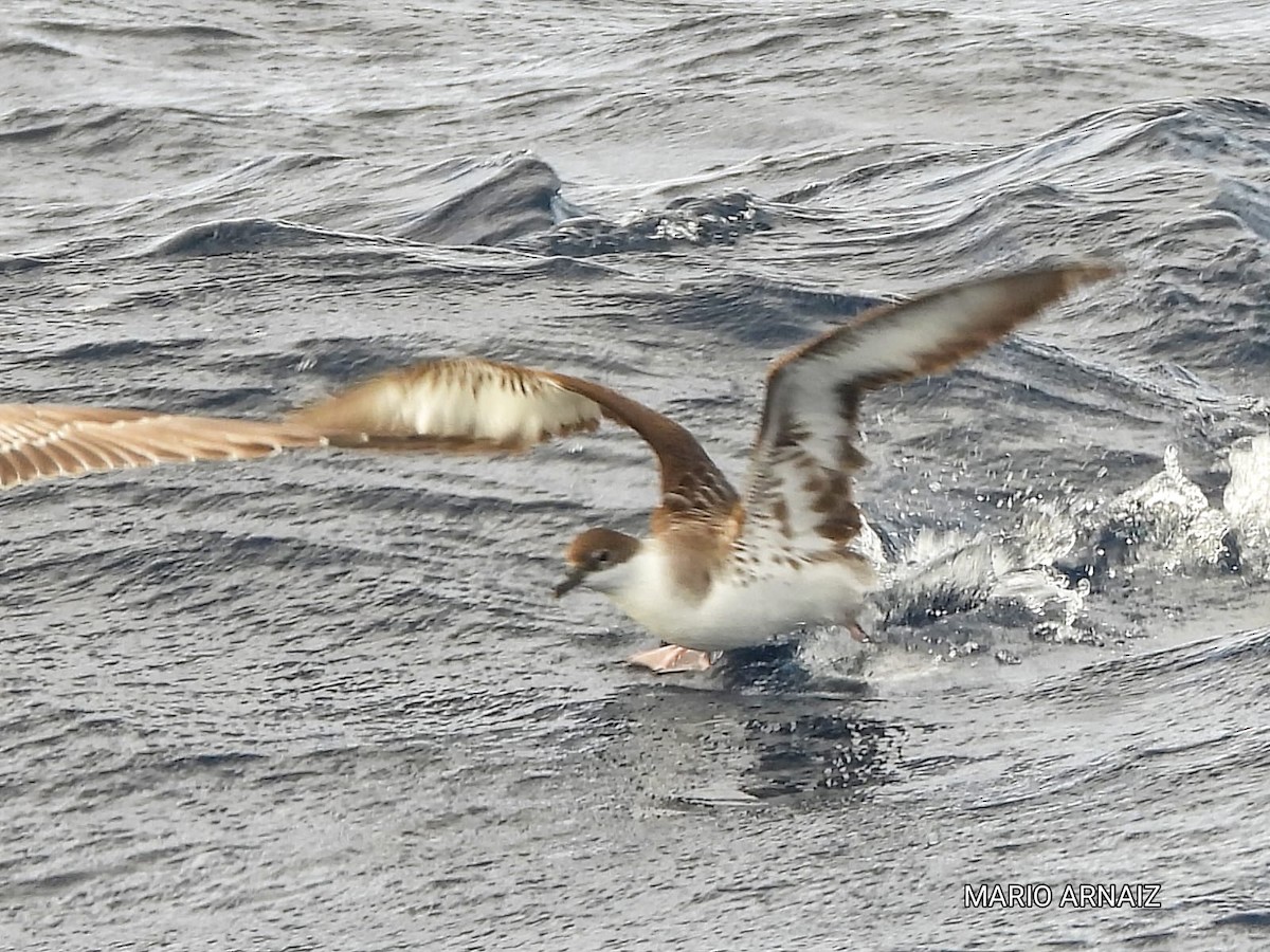 Great Shearwater - ML645448414